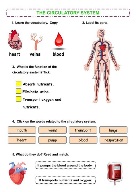 circulatory system worksheet pdf middle school